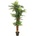 Palma Areca, 170cm