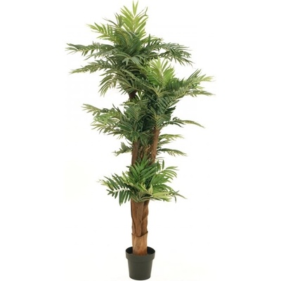 Palma Areca, 170cm