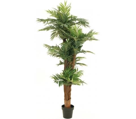 Palma Areca, 170cm