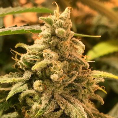 R-Kiem Seeds Deadcheese semena neobsahují THC 3 ks