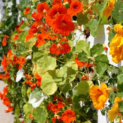Kapucínka nízka zmes farieb - Tropaeolum majus nanum - semená - 10 ks