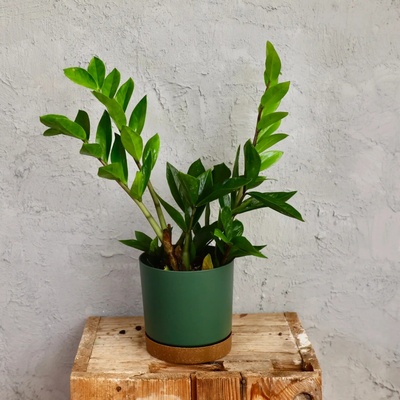 Zamioculcas Zamiifolia