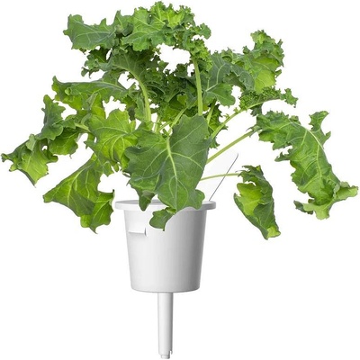 Click & Grow Семена Click and Grow Зелен кейл, 3 броя (SGR90X3)