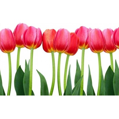 Dimex MA-5-0126 Samolepicí vliesová fototapeta na zeď Tulipány rozměry 375 x 250 cm