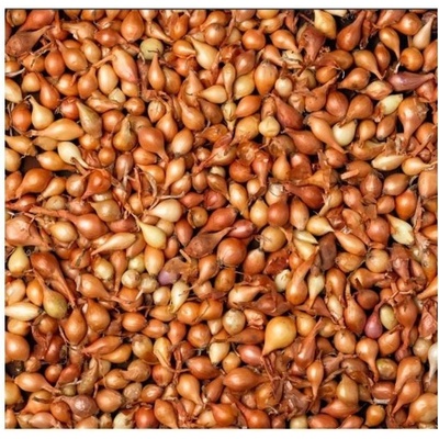 Cibule Sazecka (cibule sazečky, cibuli sazečku, během vegetace, chorobám škůdcům, kypření půdy) Cibule Sazecka