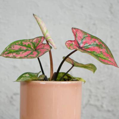 Caladium Purple Light baby