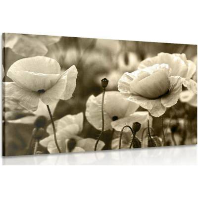 Obraz pole divokých máků v sépiovém provedení - 30x20