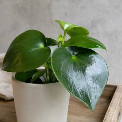 Peperomia Raindrop baby