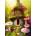 Alipson Puzzle - Puzzle Maison Champignon - 1 000 piese