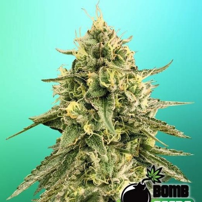 Bomb Seeds Monkey Bomb semena neobsahují THC 5 ks