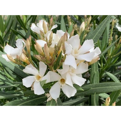 Oleander Evolution Popcorn, výška 20-30 cm, kvetináč 12 cm