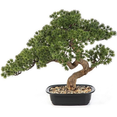 Bonsai borovice Mini v kvetináči, 44cm