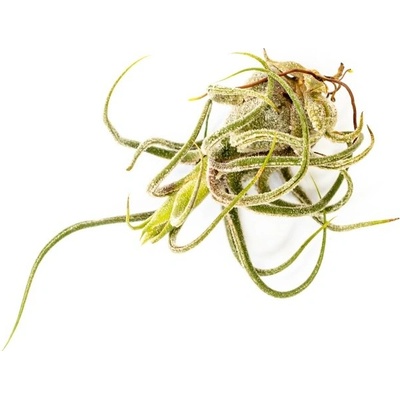 Gardners Tillandsia Pruinosa Tillandsie, kykatka