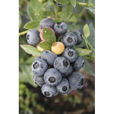 Borůvka BIO stálezelená FloraSelf Bio Vaccinium corymbosum 'Sunshine Blue' květináč 1 l