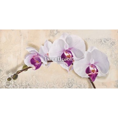 Obraz orchidej 1 deska 100x50