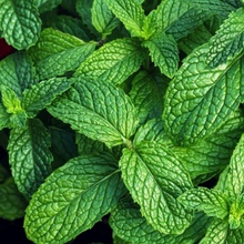 Aroma Krém na nohy Cool Menthol 75 ml