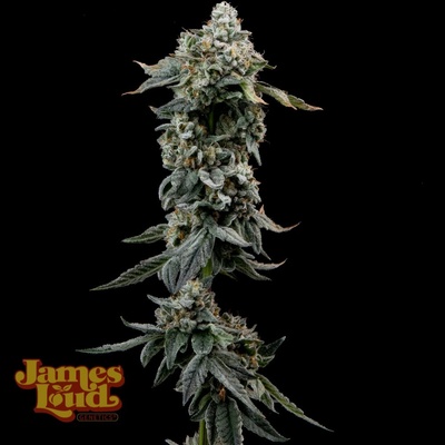 James Loud Genetics Heavy Z semienka neobsahujú THC 3 ks