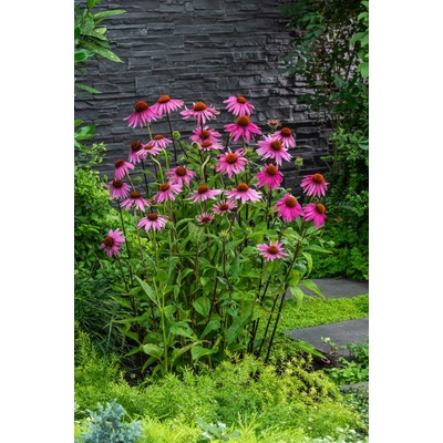 Strapatkovka Echinacea 'Purpurea' v kvetináči