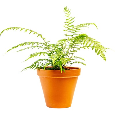 Gardners Dicksonia Antarctica, průměr 12 cm Diksonie antarktická