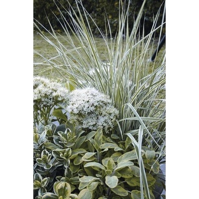 Třtina ostrokvětá FloraSelf Calamagrostis x acutiflora 'Overdam' květináč Ø 14 cm