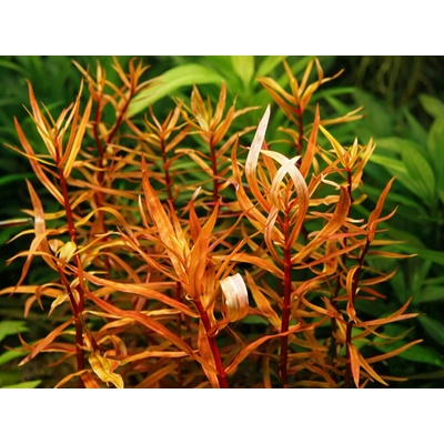 Ammania senegalensis gold