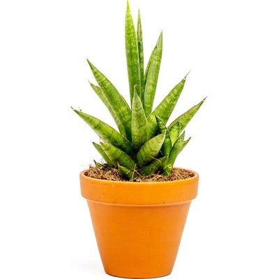 Gardners Sansevieria trifasciata Pineapple, průměr 10,5 cm Sanseveria, Tchýnin jazyk, Tenura