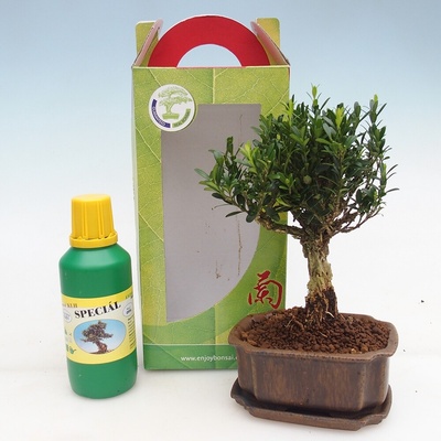 e-bonsai Pokojová bonsai v dárkové krabičce Buxus harlandii -korkový buxus
