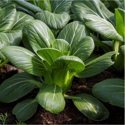 Pak Choi Hanakan F1 - Brassica rapa var rosularis - semená pak choi - 70 ks