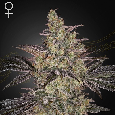 Green House Seed Frosted Guava Auto semena neobsahují THC 3 ks