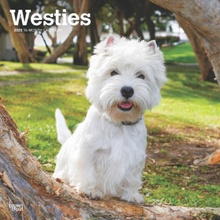 West Highland White Terriers 12 X 24 Inch Monthly Square Wall Plastic-Free 2025