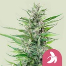 Royal Queen Seeds Fat Banana semena neobsahují THC 3 ks