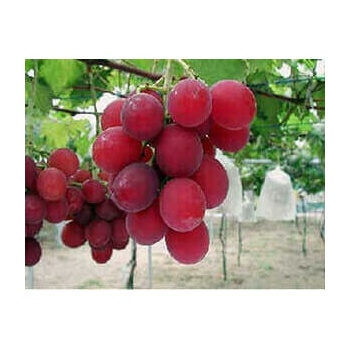 Vinič Ruby Roman grapes Prémiová japonská odroda. Najdrahšie, najšťavnejšie, najdokonalejšie hrozno na svete.