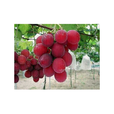 Vinič Ruby Roman grapes Prémiová japonská odroda. Najdrahšie, najšťavnejšie, najdokonalejšie hrozno na svete.