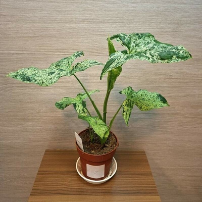 Syngonium Mottled č2