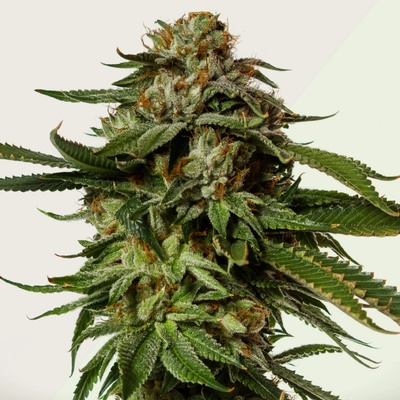 Kera Seeds NLX Diamond AUTO semena neobsahují THC 10 ks