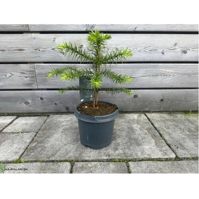 Araucaria araucana (Araukária andská) - kont. C1,5L, výška: 15-25 cm (-15°C)