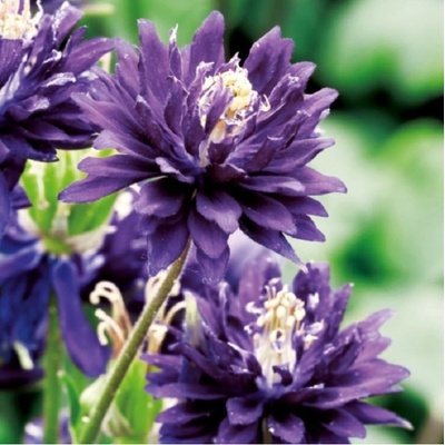 Orlíček plnokvětý modrý Aquilegia prodej prostokořenných sazenic 1 ks