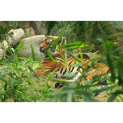 Fotografujeme zvířata v ZOO