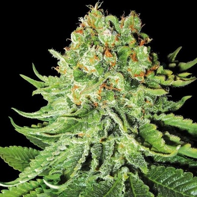 White Label Northern Lights Automatic semena neobsahují THC 3 ks