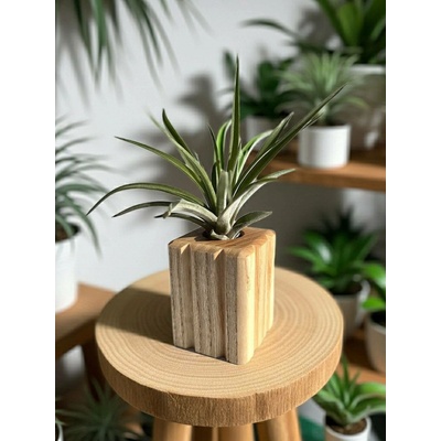 WoodenBotanery Stojan na tilandsii Cube I jasan