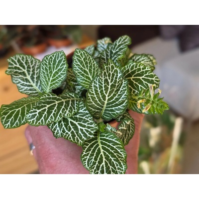 PlantBros flower Fittonia white special baby