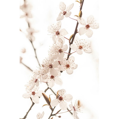 Plagát, Obraz - Blossoming, Sisi & Seb, 26.7 × 40 cm