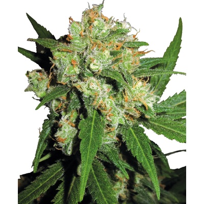 Sensi Seeds Sensi Skunk regular semena neobsahují THC 10 ks
