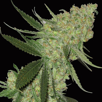 Big Head Seeds Big Stilton Auto semienka neobsahujú THC 10 ks