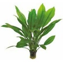 Echinodorus bleheri