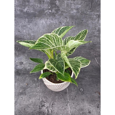Philodendron White Wave (Rostlinka s listy v kompaktním růstu)