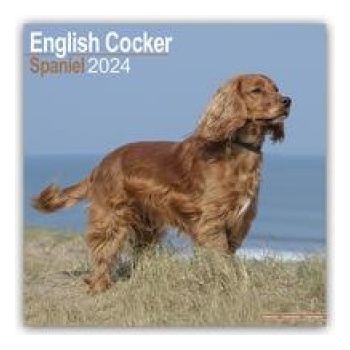 English Cocker Spaniel Englische Cockerspaniels 16-Monats 2024