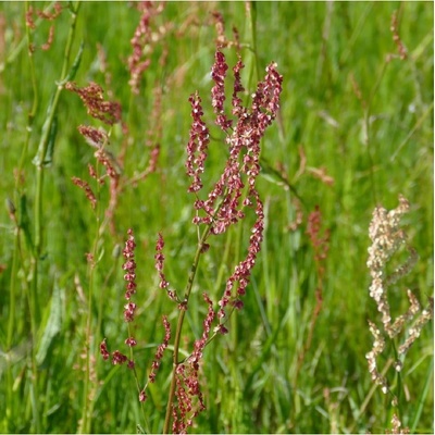 Šťovík kyselý - Rumex acetosa - semena šťovíku - 25 ks