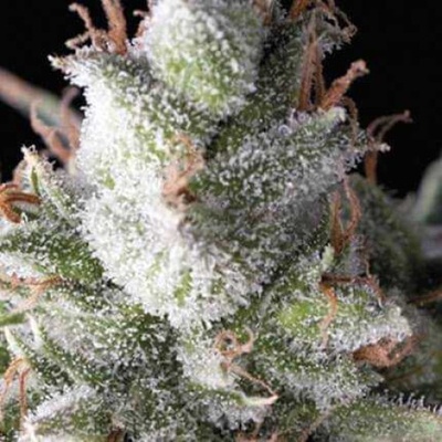 Pyramid Seeds Ramses semienka neobsahujú THC 50 ks