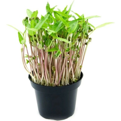 Toraf Microgreens semínka na klíčky Fazole mungo 50 g